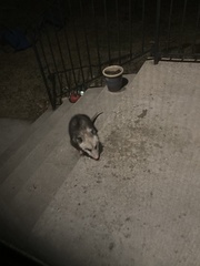 Didelphis virginiana