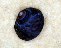 Austrocochlea constricta