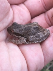 Pseudacris hypochondriaca