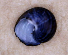 Austrocochlea constricta