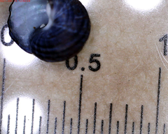 Austrocochlea constricta