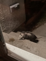 Didelphis virginiana