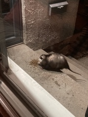 Didelphis virginiana