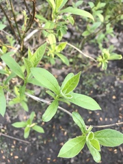 Lonicera involucrata