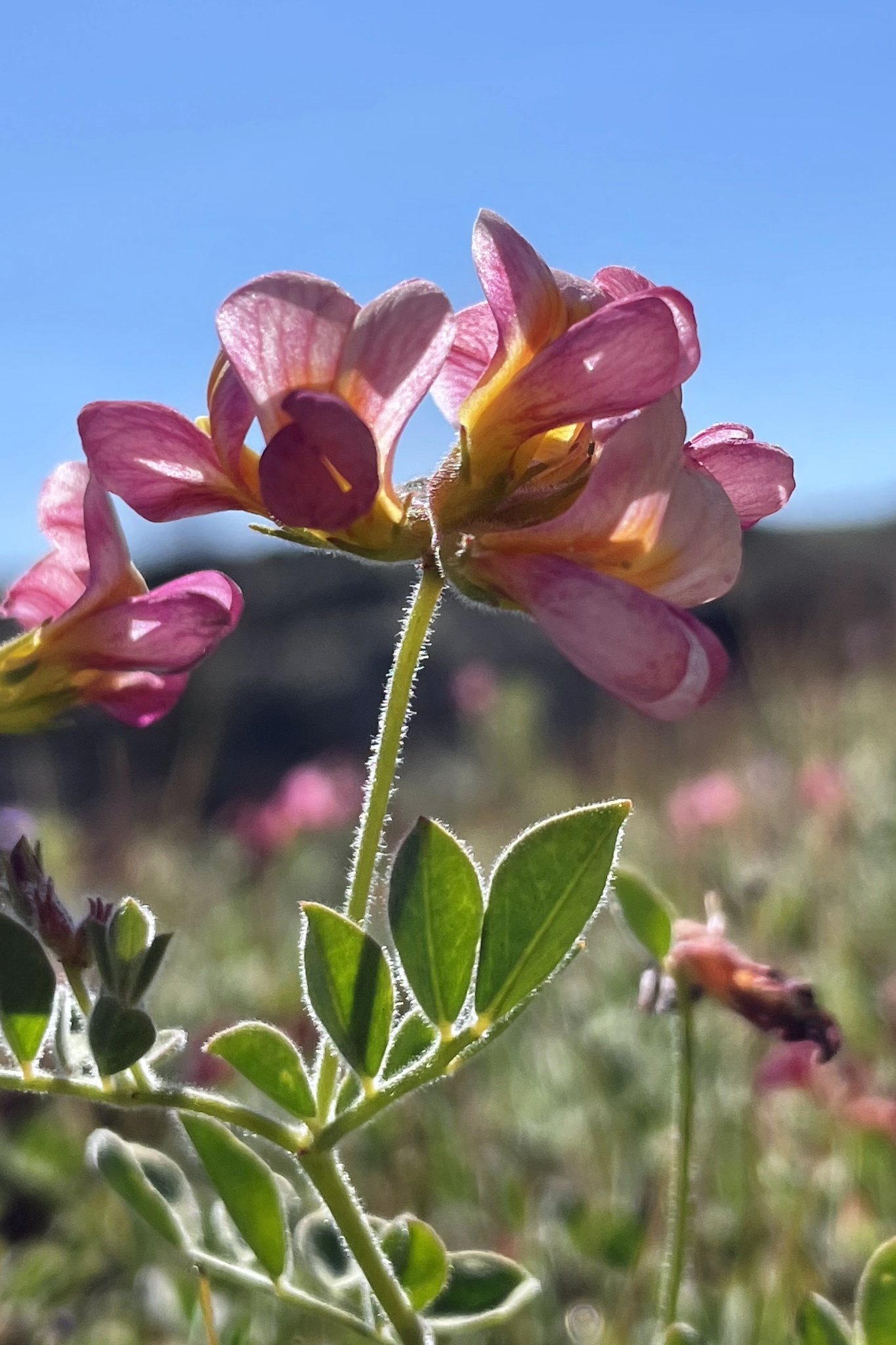 Acmispon grandiflorus var. grandiflorus