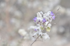 Condea laniflora