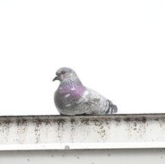Columba livia domestica