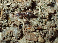 Hypoponera punctatissima