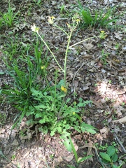 Youngia thunbergiana
