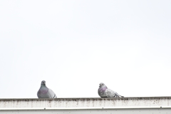 Columba livia domestica