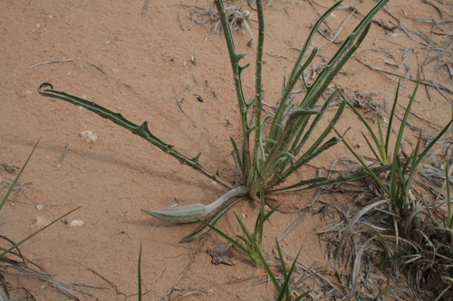 Image of Oenothera coryi by (c) Reid Hardin, some rights reserved (CC BY)