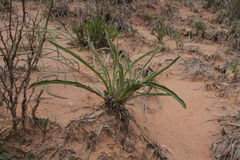 Oenothera coryi