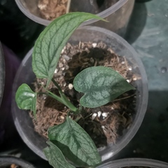Monstera siltepecana