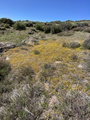 Leptosiphon parviflorus