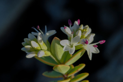 Veronica pinguifolia