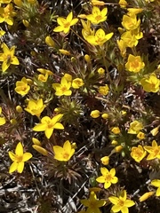 Leptosiphon parviflorus