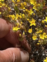 Leptosiphon parviflorus