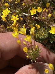 Leptosiphon parviflorus