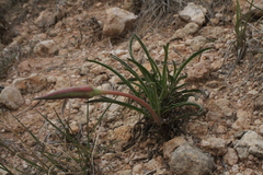 Oenothera coryi