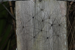 Sclerosomatidae