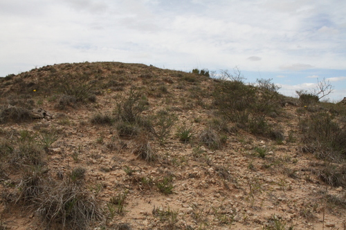 Image of Oenothera coryi by (c) Reid Hardin, some rights reserved (CC BY)