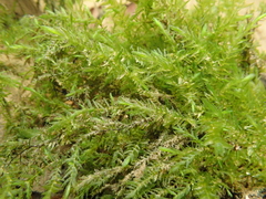 Fontinalis hypnoides