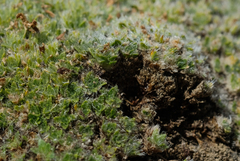 Veronica pulvinaris