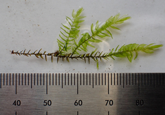 Fontinalis hypnoides