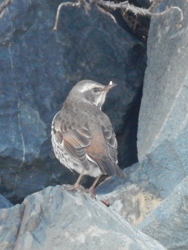 Dusky Thrush