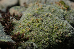Veronica pulvinaris