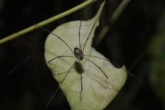 Sclerosomatidae