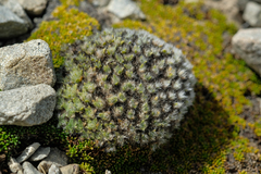 Veronica pulvinaris