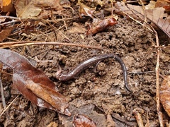 Plethodon dixi