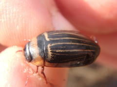 Hydaticus aruspex