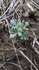 Sphaeralcea coccinea