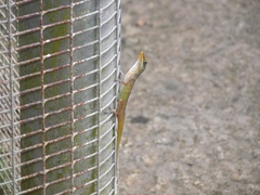 Anolis wattsii