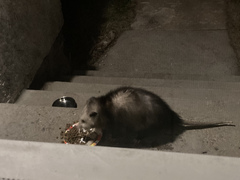 Didelphis virginiana