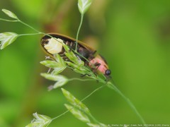 Pyractomena borealis