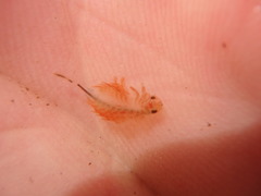 Eubranchipus vernalis