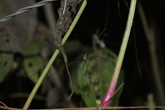Sclerosomatidae