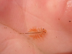 Eubranchipus vernalis