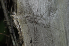 Sclerosomatidae