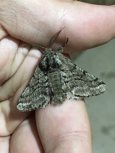 Stout Spanworm Moth photo 4