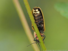 Pyractomena borealis