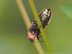 Pyractomena borealis