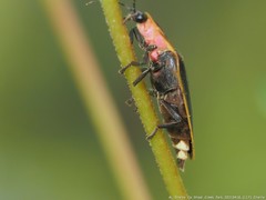 Pyractomena borealis