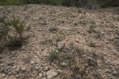 Image of Oenothera coryi by (c) Reid Hardin, some rights reserved (CC BY)