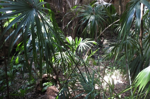 Image of Sabal yapa by (c) Sebastián de Jesús Herrera Buenfil, some rights reserved (CC BY)