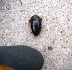 Pycnoscelus surinamensis