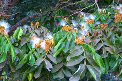 Inga eriocarpa